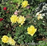 Gold Reef Gold Reef