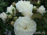 Alabaster Alabaster