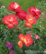 Midsummer Midsummer