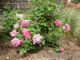 Princess Anne Princess Anne