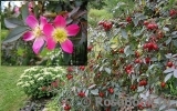 Rosa glauca Rosa glauca