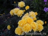 Friesia Friesia