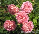 Jubilee Celebration® Jubilee Celebration®