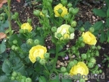 Golden Border Golden Border