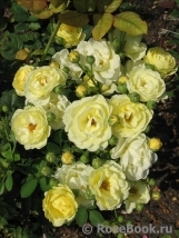 Golden Border Golden Border