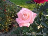 Belle Perle Belle Perle