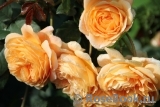 Crown Princess Margareta® Crown Princess Margareta®