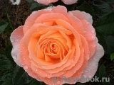 Rosemary Harkness Rosemary Harkness