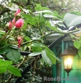 Rosarium Uetersen Rosarium Uetersen