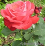 Vin Rose Vin Rose