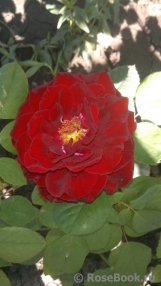 Red Naomi!®