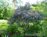 Rosa glauca Rosa glauca