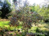 Rosa glauca Rosa glauca