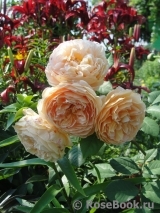 Crown Princess Margareta® Crown Princess Margareta®