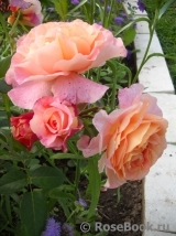 Augusta Luise Augusta Luise