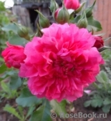 Rosarium Uetersen Rosarium Uetersen
