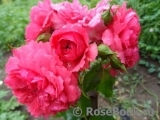 Rosarium Uetersen Rosarium Uetersen