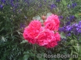 Rosarium Uetersen Rosarium Uetersen