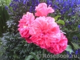 Rosarium Uetersen Rosarium Uetersen