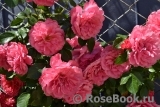 Rosarium Uetersen Rosarium Uetersen