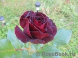 Black Baccara Black Baccara