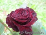 Black Baccara Black Baccara
