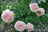 Sangerhauser Jubilaumsrose Sangerhauser Jubilaumsrose