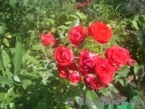 Scarlet Scarlet