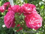 Johann Wolfgang von Goethe Rose® Johann Wolfgang von Goethe Rose®