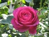 Johann Wolfgang von Goethe Rose® Johann Wolfgang von Goethe Rose®