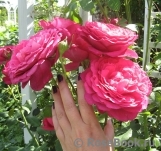 Johann Wolfgang von Goethe Rose® Johann Wolfgang von Goethe Rose®