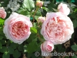 Abraham Darby Abraham Darby