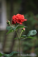 Terracotta ® Terracotta ®