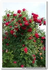 Paul's Scarlet Climber Paul's Scarlet Climber