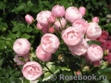 Hans Gonewein Rose Hans Gonewein Rose