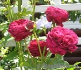 Falstaff® Falstaff®