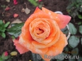 Orange Senta Orange Senta