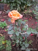 Orange Senta Orange Senta