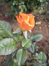 Orange Senta Orange Senta