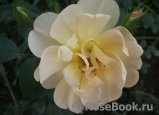 Lark Ascending, The Lark Ascending, The