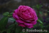 Heidi Klum Rose Heidi Klum Rose