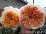 Apricot Sky ® Apricot Sky ®