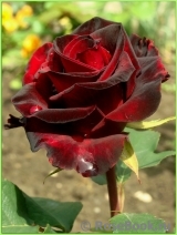 Black Baccara Black Baccara