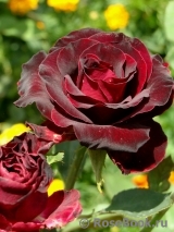 Black Baccara Black Baccara