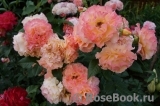 Augusta Luise Augusta Luise