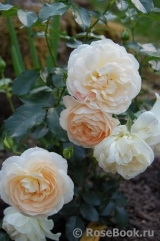 Marie Antoinette Marie Antoinette