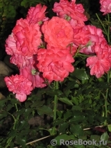 Rosarium Uetersen Rosarium Uetersen