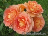 Lady of Shalott 