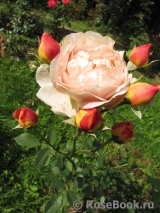 Lady of Shalott 