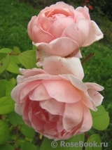 Brother Cadfael Brother Cadfael